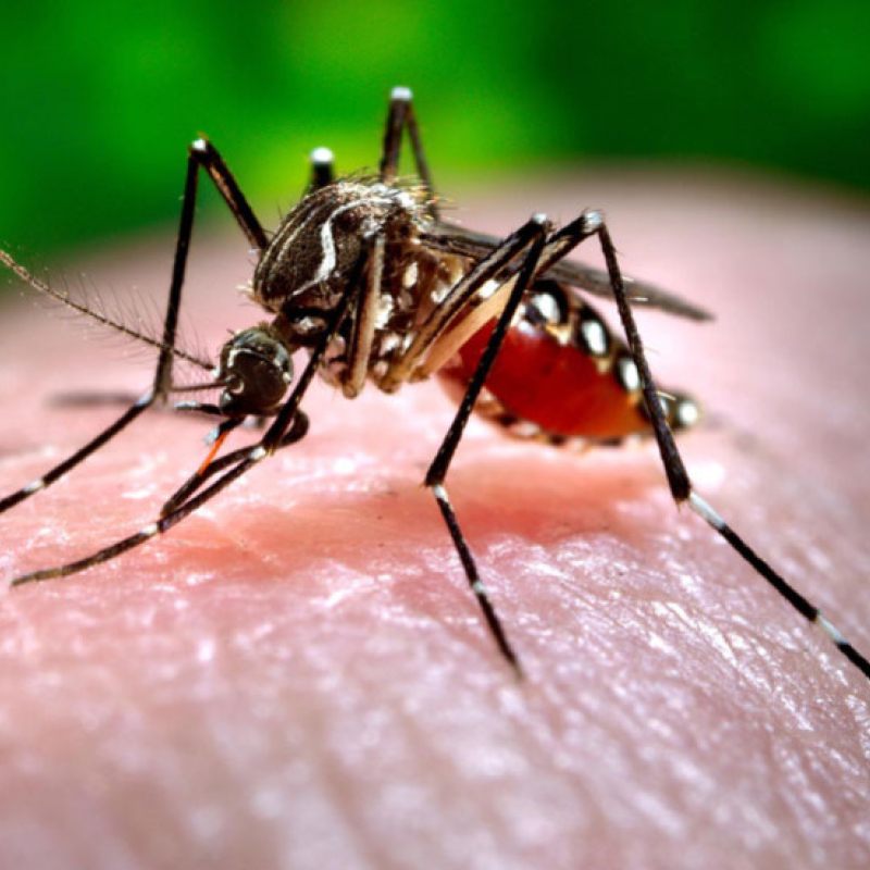 Chikungunya: Cause, Symptoms, and Prevention