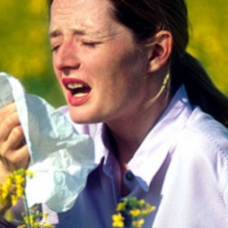 Hay, Hay Hay! : Hay Fever and Perennial Allergic Rhinitis