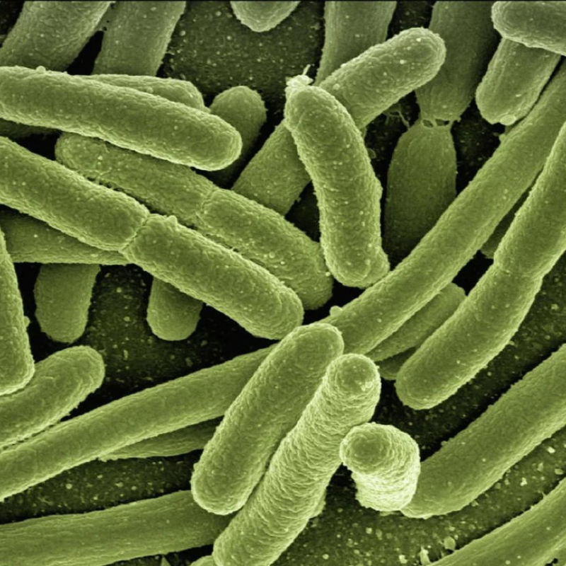 Bacterial infection: sanhi, sintomas, at gamot