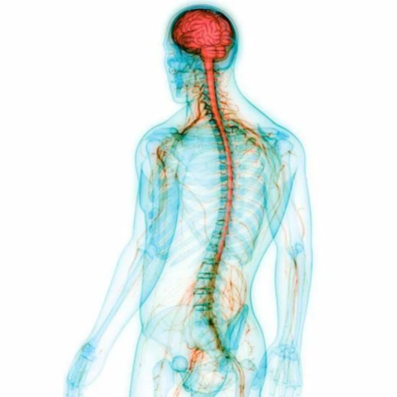 Nervous System: Mga sakit, Sanhi, Sintomas, at Gamot