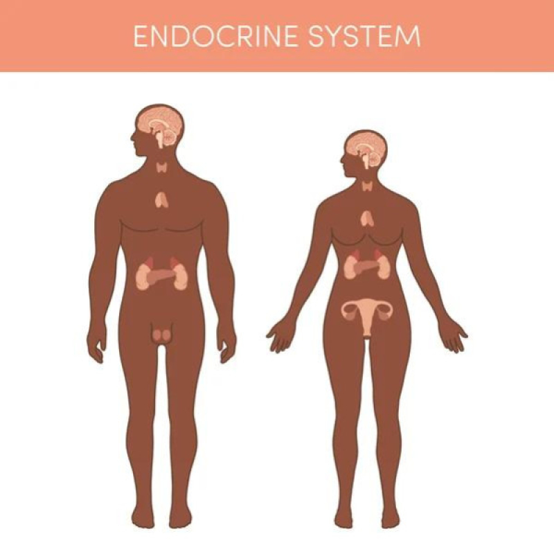 Endocrine System: Mga Bahagi, Sakit, at Gamot